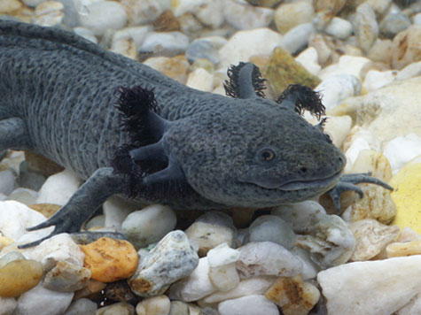 Close up of an Axolotl