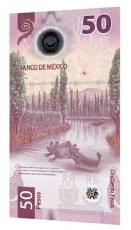 50 Peso Note featuring the Axolotl